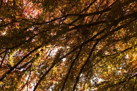 Foliage under a tree-2 Stock Photos