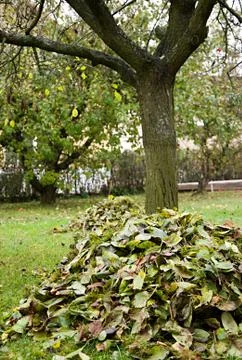 Foliage under the tree 写真素材