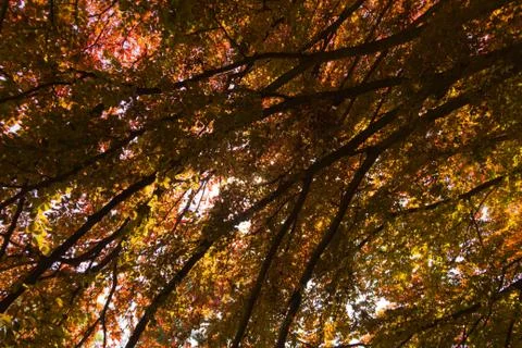 Foliage under a tree Stock Photos