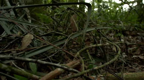 Foliage view soil Stock Footage 64792271