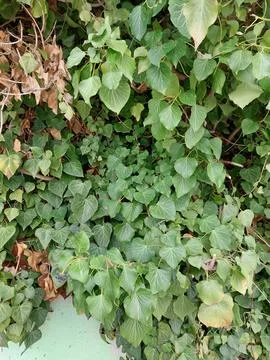 Foliage on the wall Stock Photos