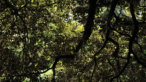 Foliage with water reflections. Vídeos de archivo 53861756