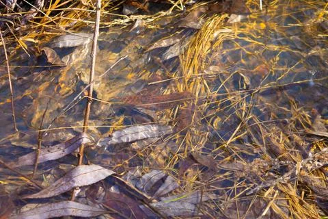 Foliage in the water of a spring stream Stock Photos