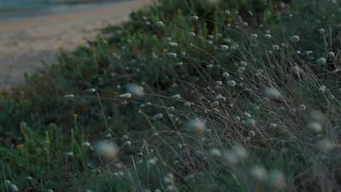 Foliage waved by the wind Stock Footage 228858504