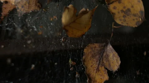 Foliage in the web Stock Footage 68633195