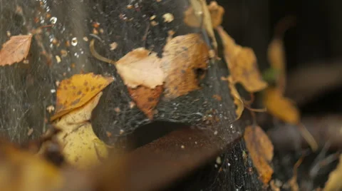 Foliage in the web moves,close up Video stock 68633069