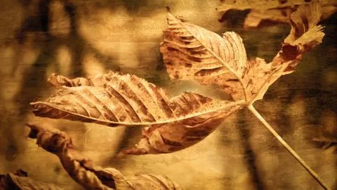 Foliage in the wind Stock Photos