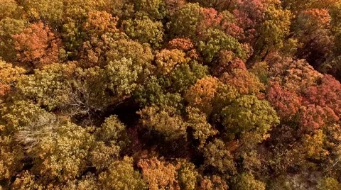 Foliage in the woods Stock Footage 69071039