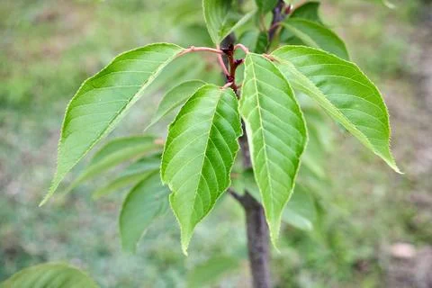 Foliage of young sour cherry tree branch with vibrant green serrated leaves o Stock Photos
