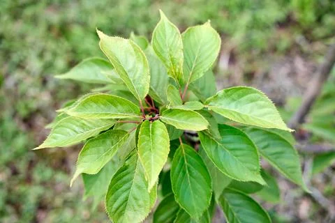 Foliage of young sour cherry tree branch with vibrant green serrated leaves o Stock Photos
