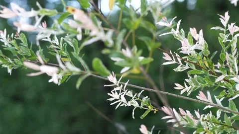 Foliage of a young willow. Spring twigs of willow covered with a bluish bloom Stock Footage 228204490