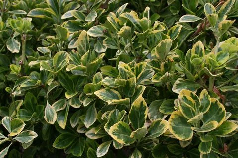 Foliage1 Stock Photos