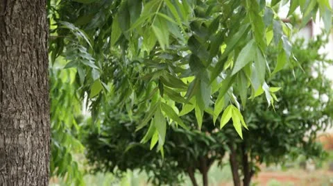 Foliage4 Stock Footage 10734374