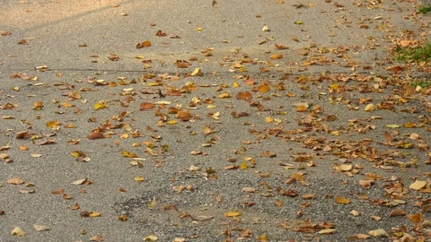 Foliage/Falling leaves Stock Footage 118612319