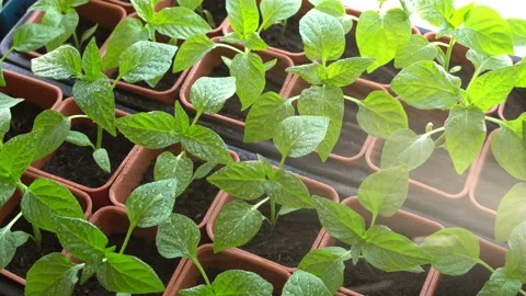 Foliar feeding of pepper seedlings. Video stock 88219613