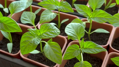 Foliar feeding of pepper seedlings. Macro shot. Stock Footage 88223641