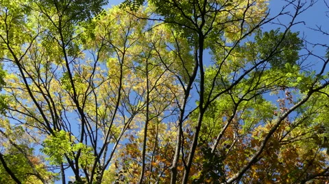 Foliate trees crowns moving shot Stock Footage 68924619