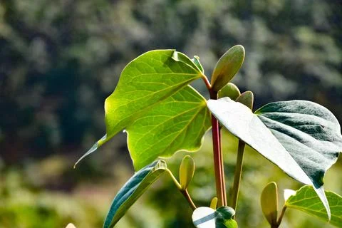 Folio confluence Stock Photos