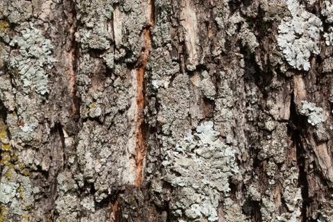 Foliose Lichen texture on the tree. Highly detailed fungus and moss in the Stock Photos