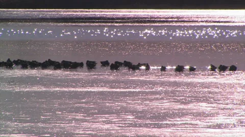Folk of Ducks on Ice Stock-Footage 38278699