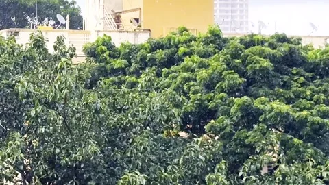 Folk of Parakeets are enjoying the rain on tree Stock-Footage 340313739