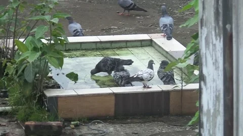 A folk of pigeons Stock Footage 157651069