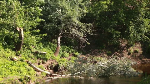 Follen tree in the river Stock Footage 51298424