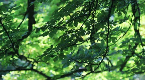 Folliage 스톡 동영상 26406724