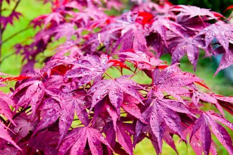 Folliage of a young maple tree after rain in garden 스톡 사진