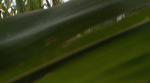 Follow the corn field 1 Stock Footage 55337101