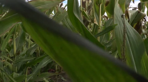Follow the corn field Video stock 55335499