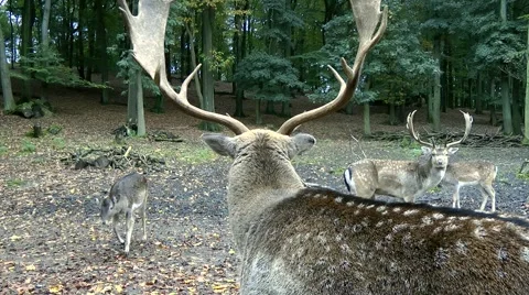 Follow deer closeup Stock Footage 881773