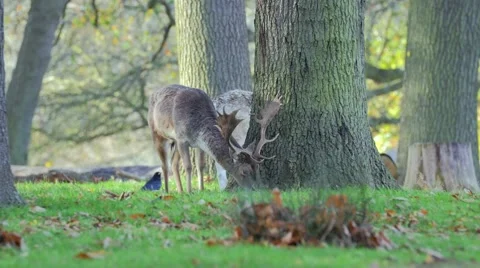 Follow deer  Stock Footage 57340966