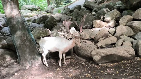 Follow deer Stock Footage 328853698