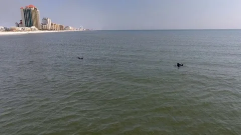 Follow dolphins in water Stock Footage 80736855