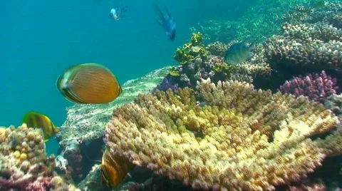 Follow fish Stock Footage 332516
