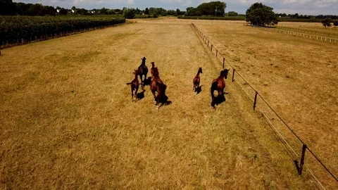 Follow the horses Stock Footage 95937557