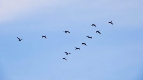 Follow leaders: Flock of  geese flying in an imperfect V formation. Slow moti Stock Footage
