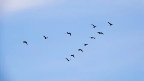 Pigeon Flocks Follow the Leader