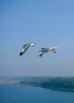 Follow Mode Seagull Foto stock