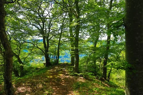 Follow the path to the edge of the forest, then the forest reveals the view Stock Photos