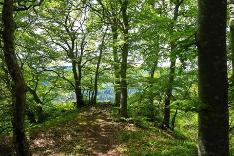 Follow the path to the edge of the forest, then the forest reveals the view Foto stock