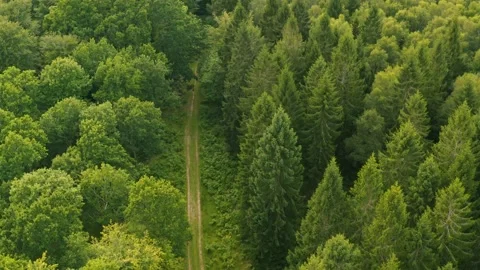 Follow the path through the trees Video stock 135541648