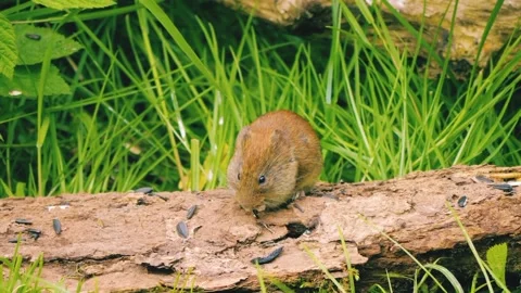 Follow the rodent forest Stock Footage 219970242