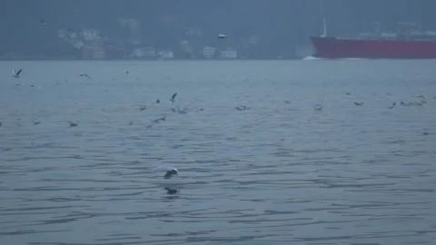 Follow the seagull high fps  動画素材 138535827