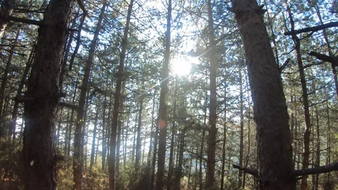 Follow The Sun Stock Footage 99263854