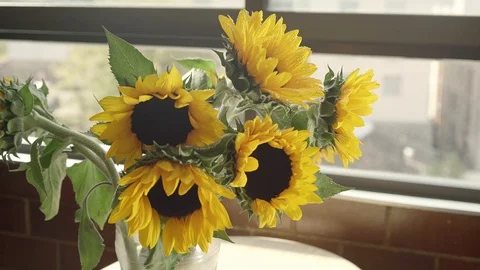 FOLLOW OF SUNFLOWERS WITH A WINDOW BEHIND Vidéo 107290182