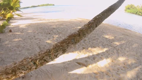 Follow up of a tilted coconut tree from bottom to top vertical view look out to  Stock Footage 253462740