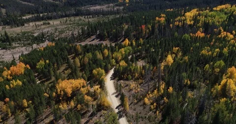 Follow the yellow tree road Stock Footage 95078451