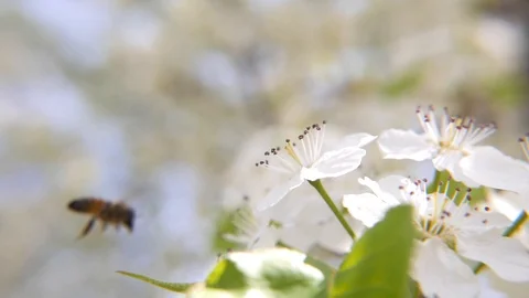 Following Bees in Slow Motion Video stock 92959161